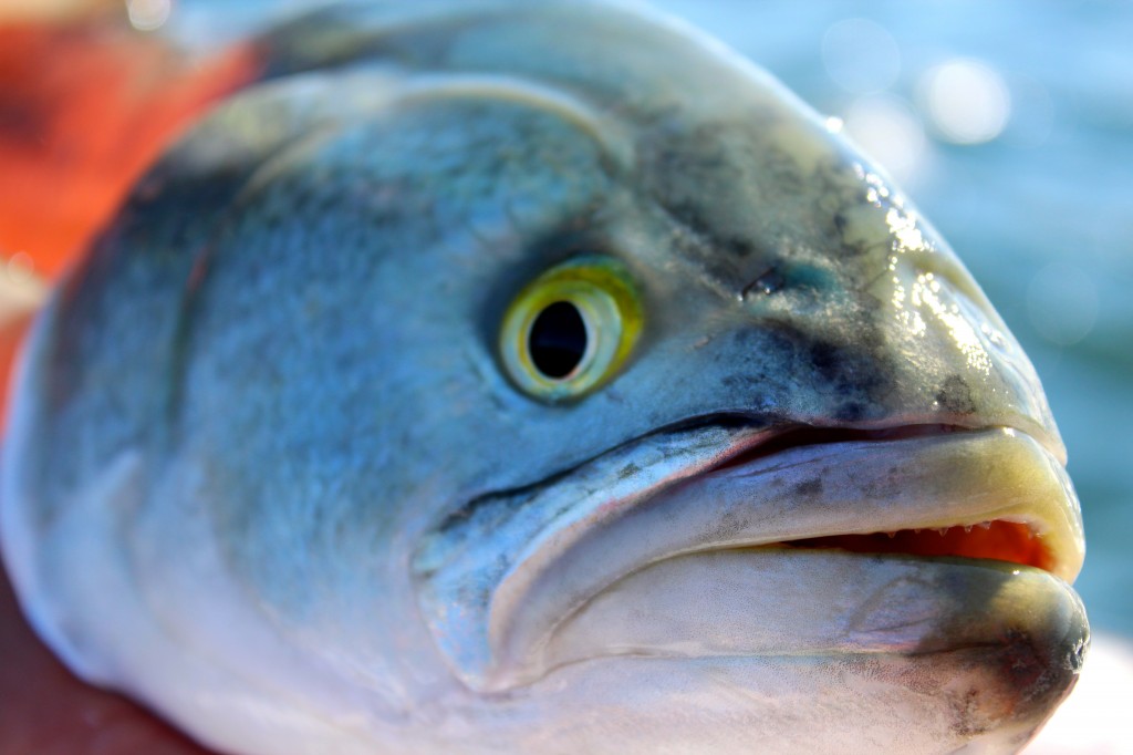 The "piranha" of the northeast saltwater, a nice bluefish caught on light tackle aboard Coastal Charters Sportfishing.