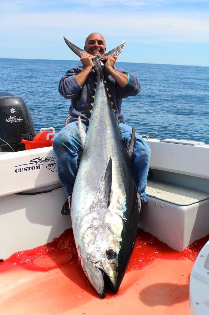 240 pound bluefin caught on light tackle aboard Coastal Charters Sportfishing.